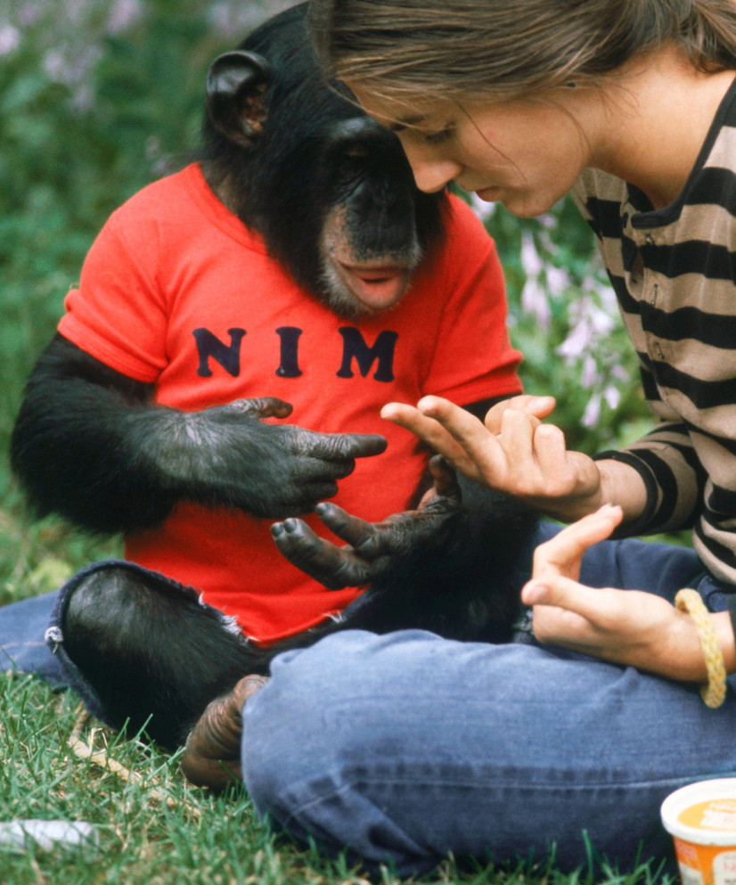 Joyce Butler og sjimpansen Nim
Chimpsky, som var gjenstand for en studie av dyrs språklæring i 1970-årene. Butler viser Chimpsky tegnet for «drikke».